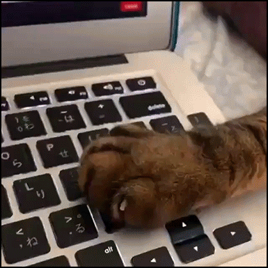 Funny Cat GIF • STOP, hooman! That's enough Internet for today, OK? Your cat is the boss at home! Funny Cat GIF • STOP, hooman! That's enough Internet for today, OK? Your cat is the boss at home!