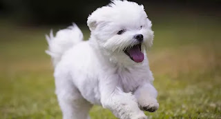 Top 16 Small dog breeds in India with price