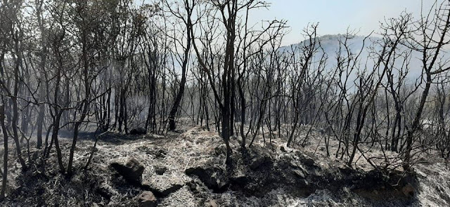 Σε εξέλιξη πυρκαγιά στη Λύβενα του Δήμου Φοινικαίων