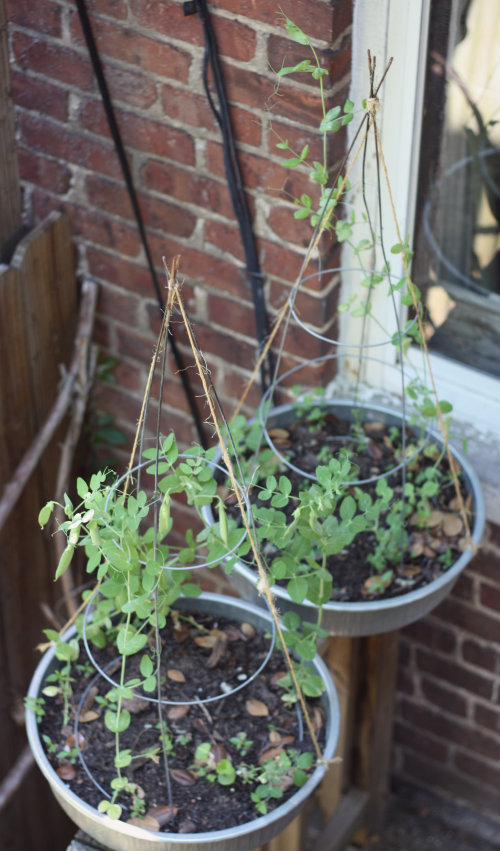 Peas Please! Repurposed Tomato Cage Teepees 17 Apart