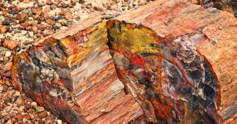 Petrified wood is mostly silica—quartz. The logs are very hard (7.8 on the 1-10 Mohs hardness scale!), but brittle. After petrification, but while t