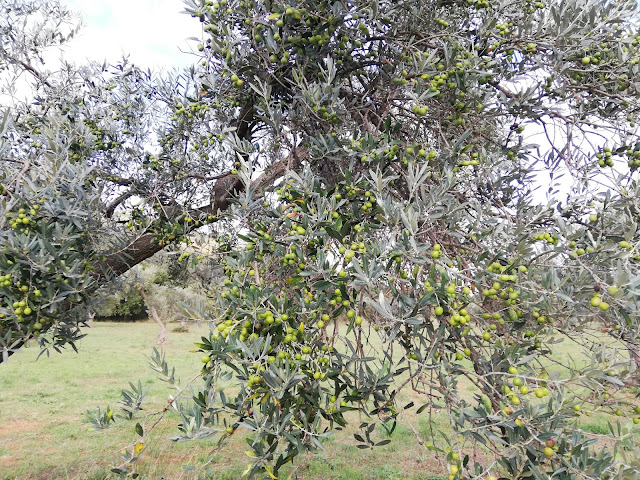 Green olives on a tree