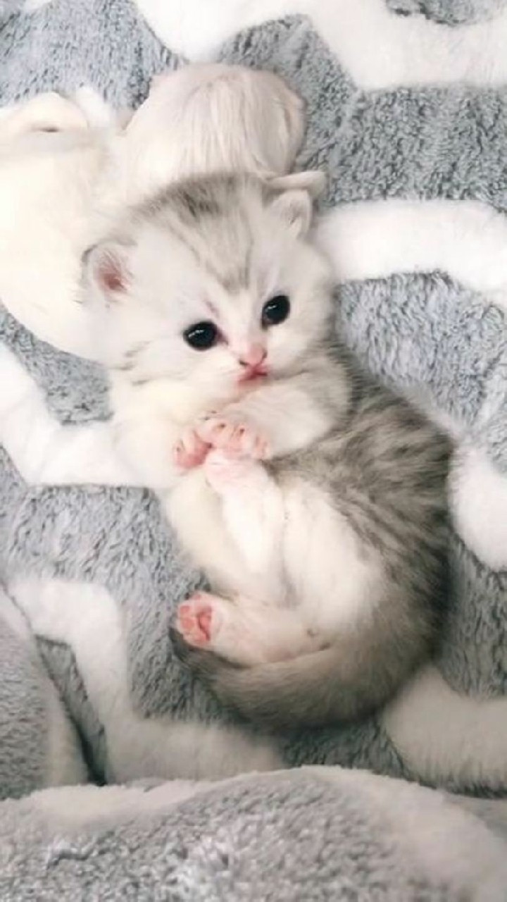 Tải 29+ hình nền Mèo cute, ngầu đẹp nhất cho điện thoại