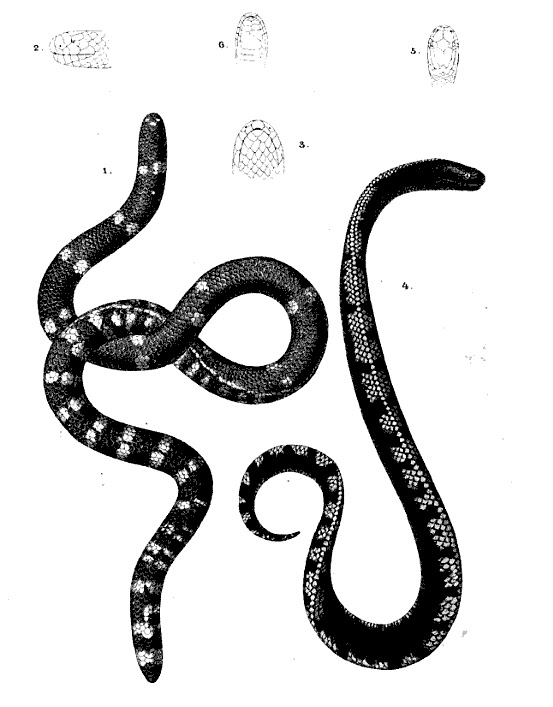 Dwarf Pipe Snake (Anomochilus cf. monticola), Rarely encoun…