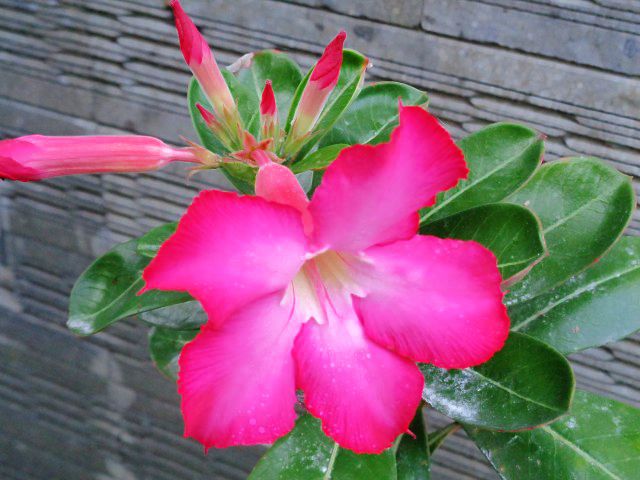 Bunga Kamboja Jepang Warna Merah Muda (Adenium Obesum Pink)