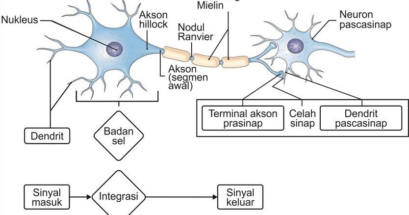 Bagian-Bagian Neuron dan Pengelompokan Jaringan Saraf - KURIKULUM 2013