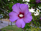 Hibiscus syriacus