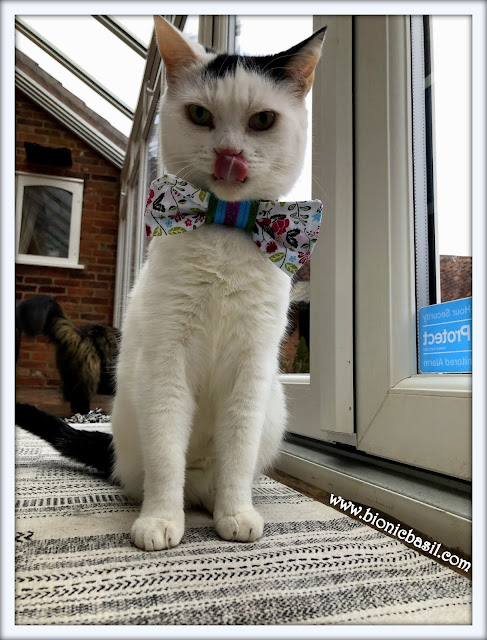 Smooch's Funny Selfie - Can Mew Stick Your Tongue Out And Touch Your Nose  ©BionicBasil® The Sunday Selfies Hop