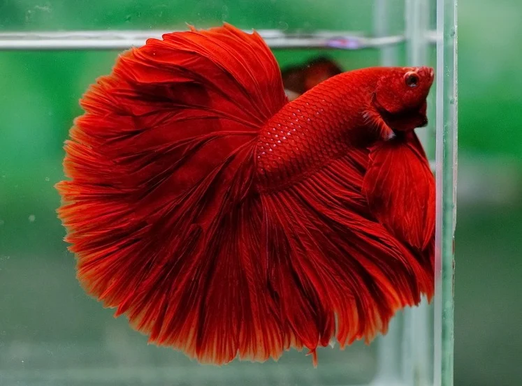 Ikan Cupang Over Halfmoon - Over Halfmoon Betta