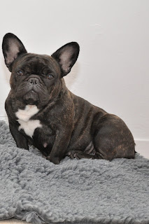 gestation bouledogue francais