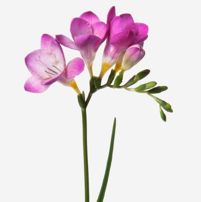 51 Freesia Like Flowers Flowyes