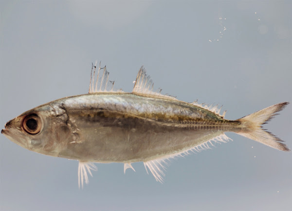 Big-eyed Scad, Big-eye Scad, Big Eye Scad, Bigeye Scad Atulai, Chicharro, Goggle-eye, Goggle-eyed Scad, Goggler, Horse-eye Jack, Horse Mackerel, Jack, Jackfish, Purse-eyed Scad, Purse-eye Scad, Scad, Silver Scad, Steenbrass, bigeye scad fish, about bigeye scad fish, bigeye scad fish appearance, bigeye scad fish breeding, bigeye scad fish color, bigeye scad fish characteristics, bigeye scad fish color varieties, bigeye scad fish development, bigeye scad fish eggs, bigeye scad fish facts, bigeye scad fish history, bigeye scad fish info, bigeye scad fish images, bigeye scad fish origin, bigeye scad fish photos, bigeye scad fish pictures, bigeye scad fish rarity, bigeye scad fish size, bigeye scad fish uses, bigeye scad fish varieties, bigeye scad fish weight, bigeye scad fish scales