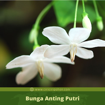 Ciri Ciri Bunga Anting Putri