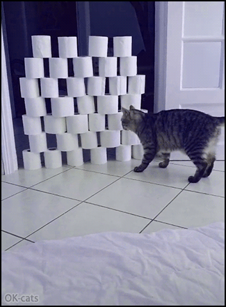 Funny Cat GIF • Level Up Challenge - Toilet paper rolls - Epic FAIL >> Level zer0 (4) Funny Cat GIF • Level Up Challenge - Toilet paper rolls - Epic FAIL >> Level zer0 (4)