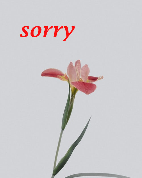  I Am Sorry