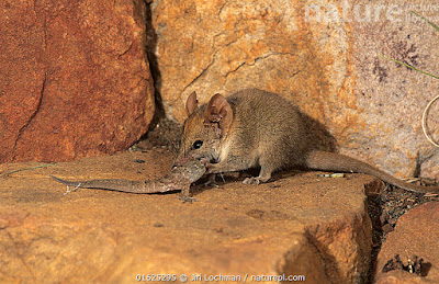 Pseudantechino ningbing (Pseudantechinus ningbing)