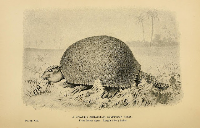 Гигантский армадилло (броненосец), или глиптодон (Gyptodon asper), родом с Буэнос-Айреса; длиной 8 футов 7 дюймов