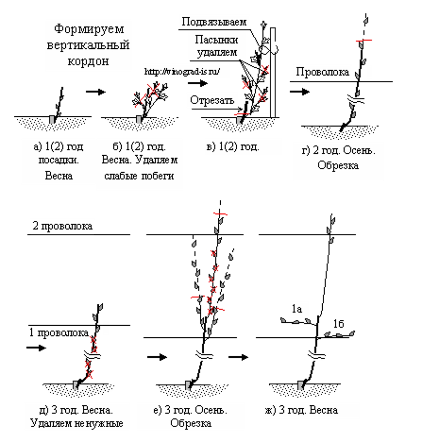 на каком расстоянии сажать виноград друг. посадка винограда между кустами. схема посадки кустов винограда. схема посадки винограда между кустами. посадка винограда на каком расстоянии.