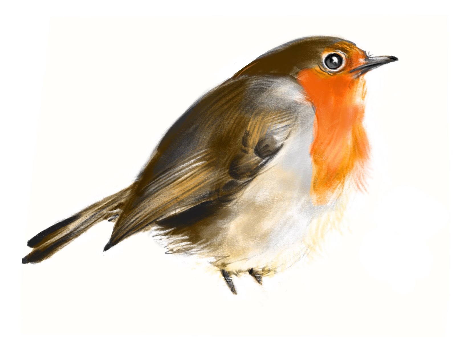 Birds: Robin
