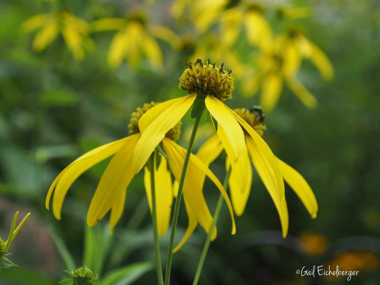 clay and limestone Wildflower Wednesday Cutleaf coneflower