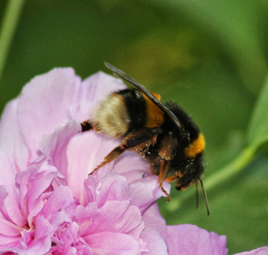 BOMBUS TERRESTRIS