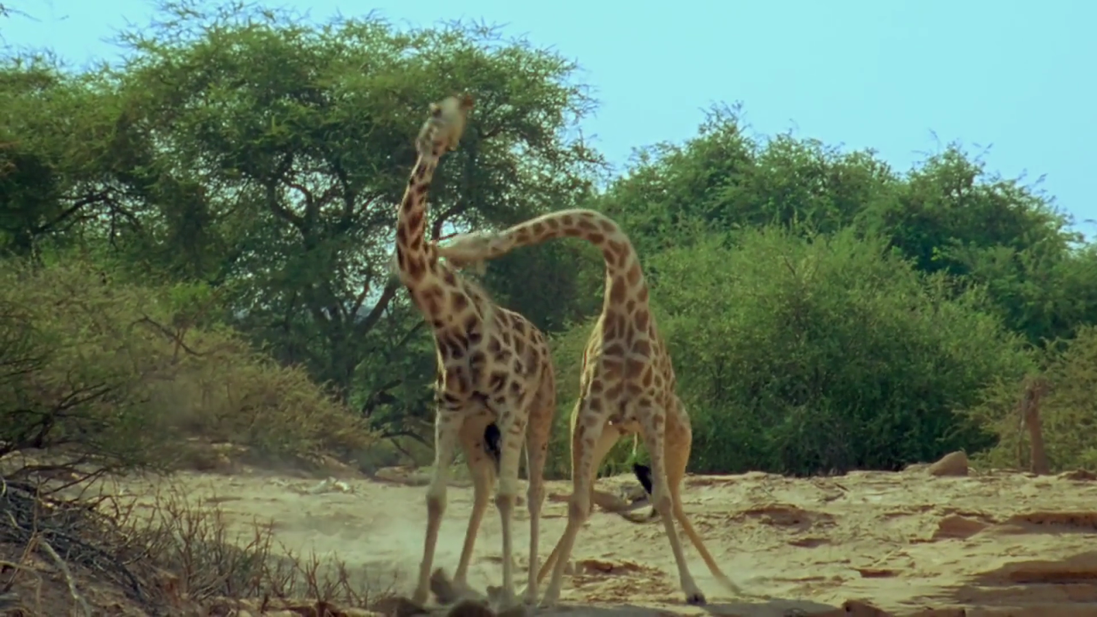 Видео рассказать животных видео. Ввс живая природа. Брачные игры людей. Видео рассказать животных видео. Видео рассказать животных видео.