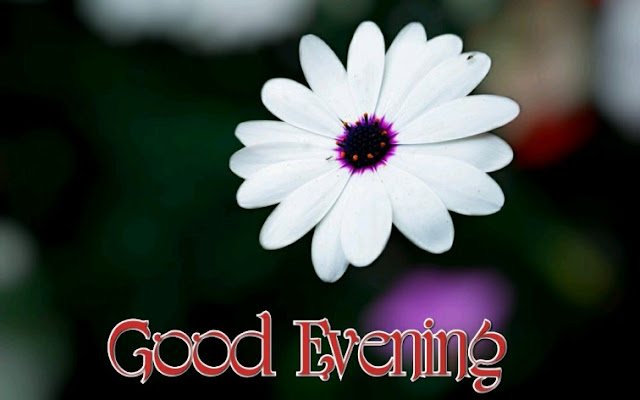 Unique 80+ Good Evening flowers Images Unique 80+ Good Evening flowers Images