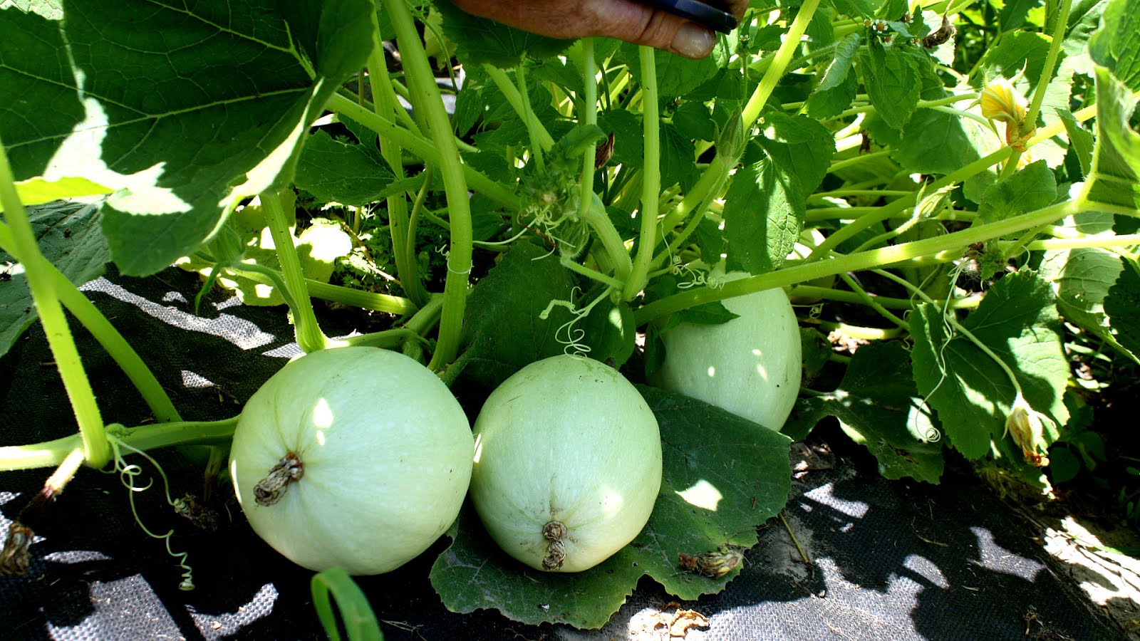 Spaghetti Squash Plants For Sale Squash Choices