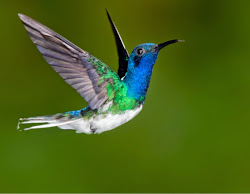 fly backwards hummingbirds