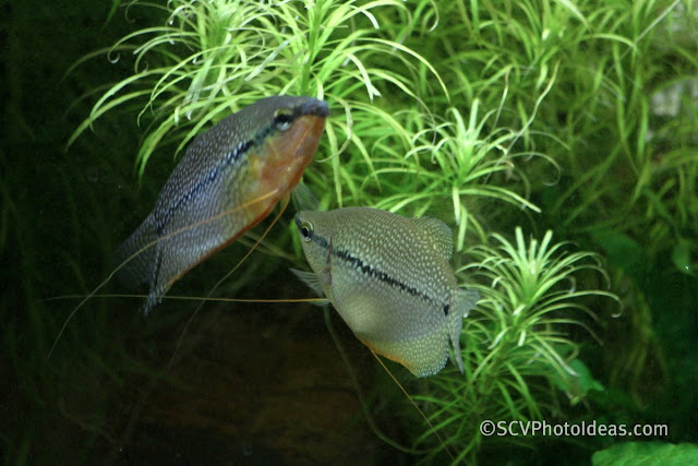 Pearl Gourami (Trichogaster leerii) couple communicating