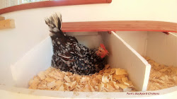 bedding chickens shavings chicken pine