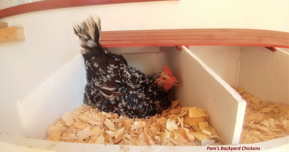 Pam's Backyard Chickens What's the Best Bedding for Chickens?