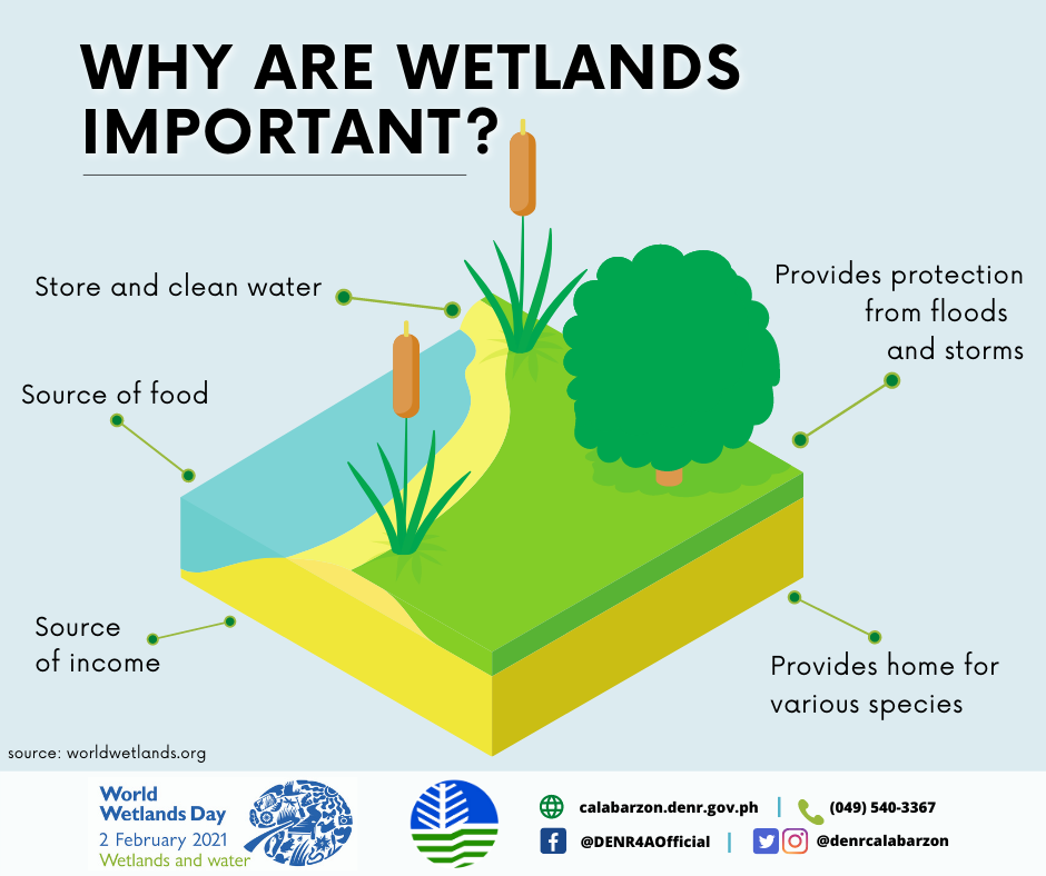 importance of wetlands poster