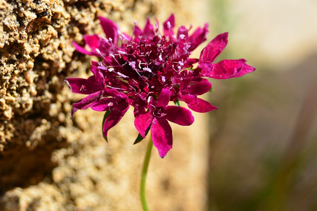 Sixalix atropurpurea Sixalix atropurpurea
