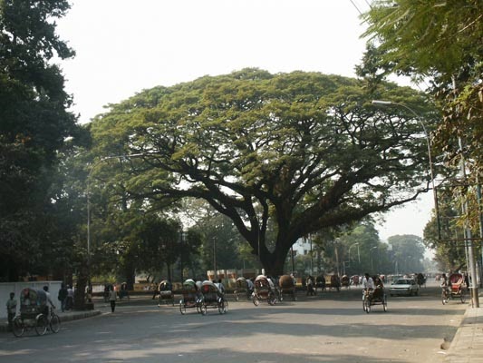 Large tree in Dhaka 