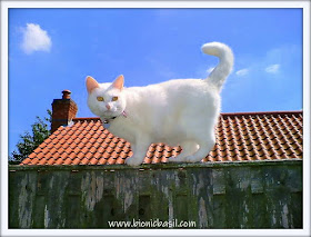 Angel Snowie's Fluffy Cloud Selfie ©BionicBasil® The Sunday Selfies