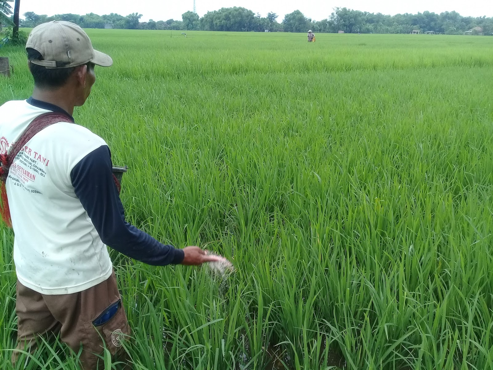 Budidaya Padi Yang Baik Cara Jitu Tepat Pemupukan Tanaman Padi