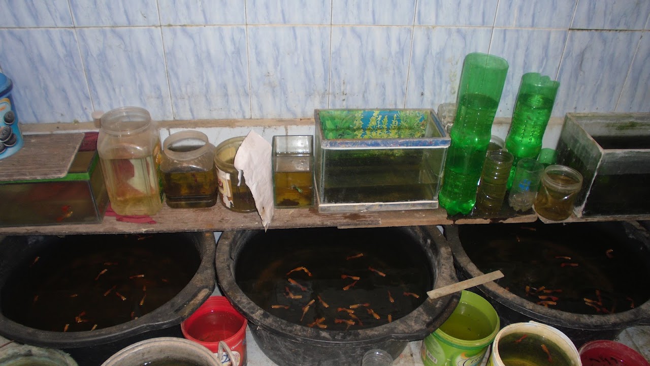 Keunggulan Memilih Ikan Guppy Untuk Budidaya Serta Sebagai Peluang Wirausaha Simbahnur