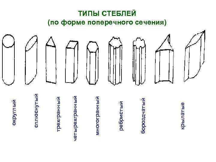 Сечение стебля. Форма поперечного сечения стебля. типы стеблей по поперечному сечению. форма стебля в поперечном сечении эллиптическая. типы стеблей по форме поперечного сечения.