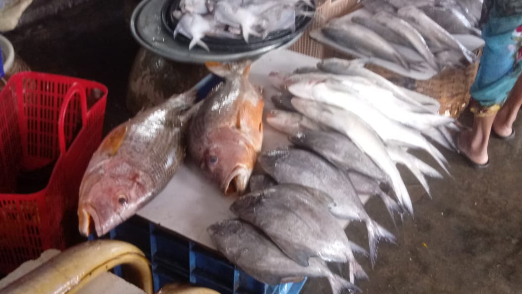 Vasai Fish Market l Vasai Fish Market Address l Travel Blog
