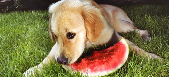 Alimentos Perigosos para os Cães - Frutas com sementes
