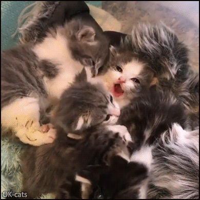 Cute Kitten GIF • How precious these fluff babies are, I'm dying! Cuteness level ► Infinity Cute Kitten GIF • How precious these fluff babies are, I'm dying! Cuteness level ► Infinity
