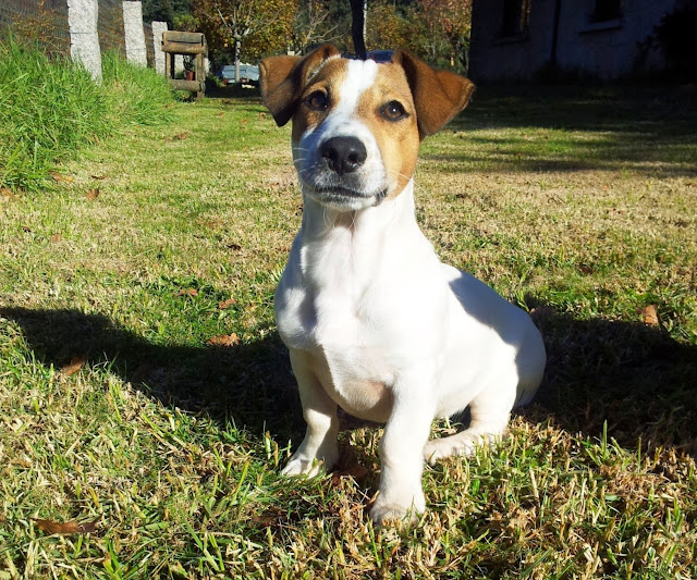 Jack Russell - Posición correcta de orejas