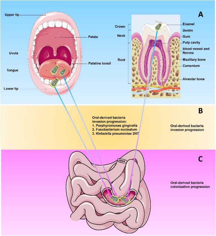 Quick health Tips How to Improve Oral Microbiome for Better Dental Health?