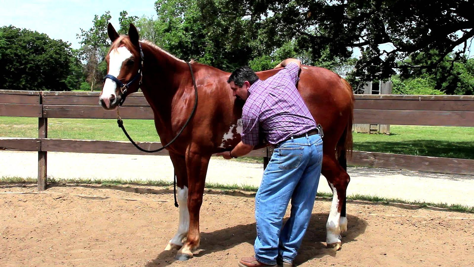 How To Treat Horse Ulcers Horse Choices