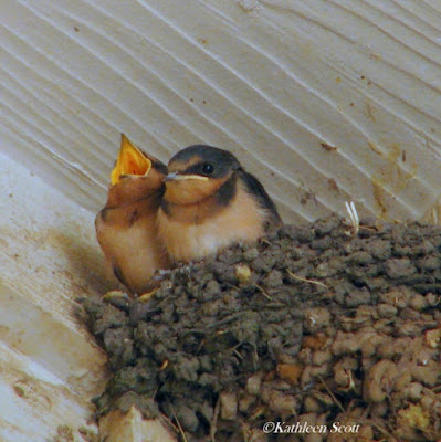 Baby Barn Swallow 65