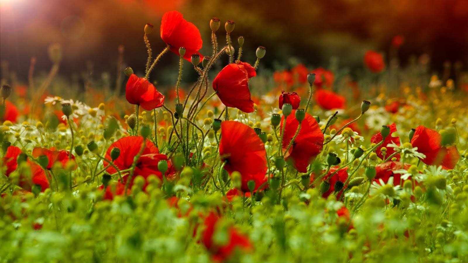 Red poppies (10 pictures)|Pictures of flowers