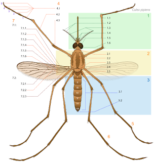 sivrisineğin vücut yapısı