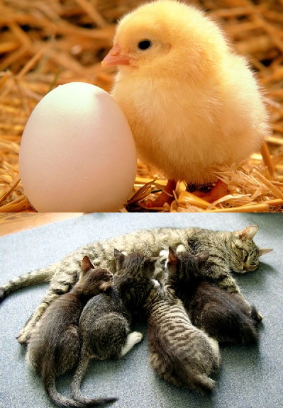 Perbedaan Ciri ciri hewan  bertelur  dengan melahirkan 
