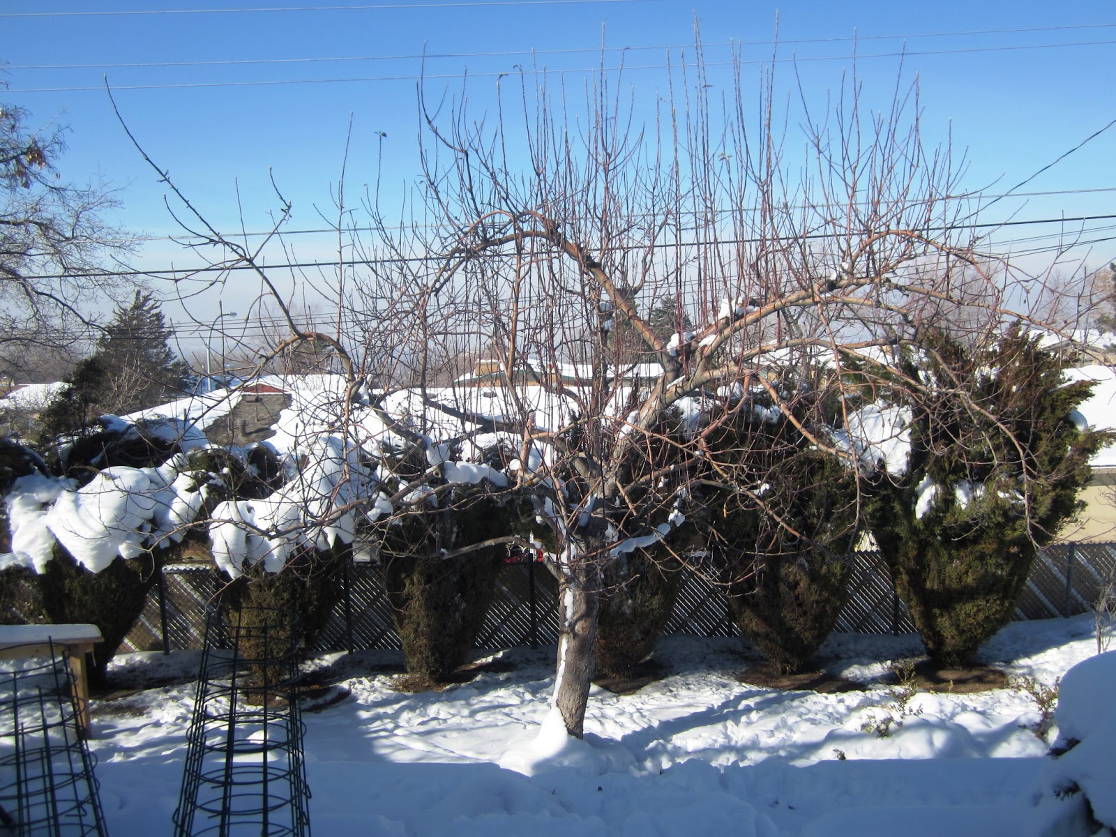 Fruit Tree Pruning at Its Best Water Sprouts